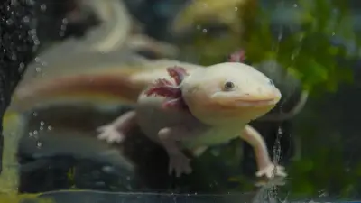 Niña salva ajolote mexicano en Reino Unido; primer avistamiento salvaje