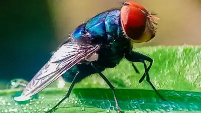 Ola de calor en México atrae moscas: cómo eliminarlas de casa