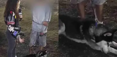 Perro Husky Salva a Joven en Situación de Calle de Explosión en Iztapalapa