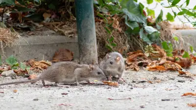 Plaga de Ratas en Hospital ISSSTE de Culiacán Genera Alarma Sanitaria