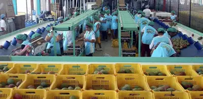 Productores de mango en Actopan reportan caída del 40% en producción