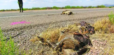 Proponen pasos de fauna en carreteras para evitar atropellos de animales