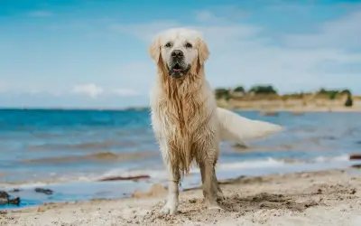 Razas de perros ideales para vivir en la playa