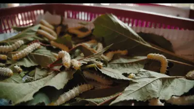 Árboles de nuez en Coahuila: plagas atacan por falta de agua