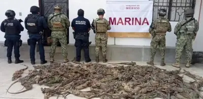 Rescatan 161 iguanas verdes vivas en terminal de Oaxaca; 31 mueren por maltrato