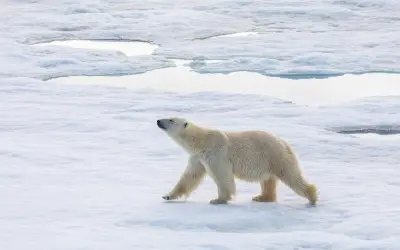 Safari polar en el Ártico: una aventura única en Svalbard