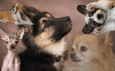 Top 5 de perros ideales para familias con niños: convivencia y alegría en el hogar