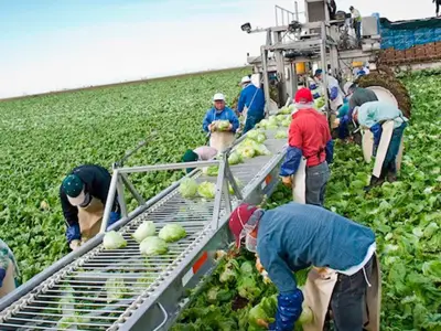 Trabajadores mexicanos huyen del racismo en EU y buscan el 'sueño canadiense'