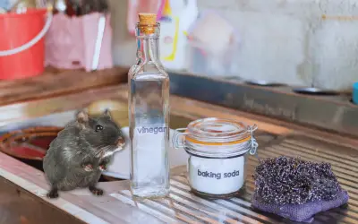 Truco Viral con Vinagre y Bicarbonato para Eliminar Ratas en el Hogar