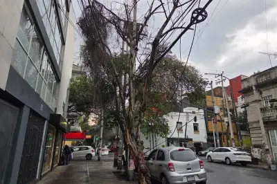 Vecinos de la CDMX se unen para combatir la plaga de muérdago que afecta a los árboles