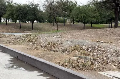 Vecinos de Nuevo León cortan bambúes ante plaga de viudas negras y exigen acción