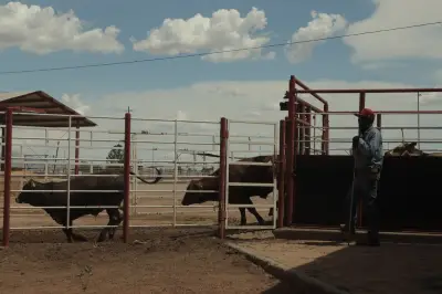 Zacatecas Confirma Primer Caso de Gusano Barrenador en Ganado Bebé