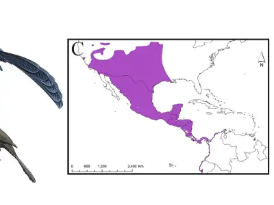 Zanate Mexicano Avistado en Corea del Sur Tras Viaje Transoceánico
