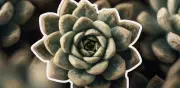 7 Claves Maestras para Cuidar Suculentas y Evitar que se Pudran o Sequen