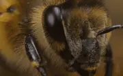 Abejas cerca de casa: símbolo de prosperidad y equilibrio ecológico revelado