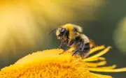 Abejas en tu hogar: Mensaje ecológico y símbolo de prosperidad según Feng Shui