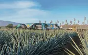 Akamba 2026: El Festival Electrónico que Late en los Campos de Agave de Tequila
