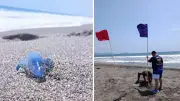 Alerta por medusa dragón azul en playas michoacanas; colocan bandera morada