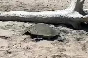 Arribo de Tortugas a Playas de Tamaulipas Ocurre en Medio de Derrame Petrolero