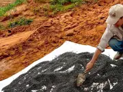 Aseguran continuidad de acopio de frijol en Zacatecas pese a incendio