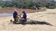 Capturan cocodrilo de 3 metros en Playa Bacocho, Oaxaca; autoridades lo reubican