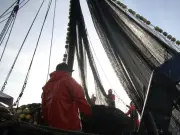 Conapesca establece cuotas de pesca para sardina y anchoveta en 2026