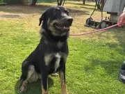 CTC del Metro impulsará adopción responsable en PETFEST 2026 con dinámica especial