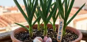 Cultiva Ajo Gigante en Maceta: Guía Completa para Huertos Urbanos