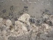 Derrame petrolero en Veracruz: 900 km afectados y controversia entre gobierno y Greenpeace