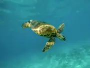 EE.UU. relaja protecciones ambientales en el Golfo de México, amenazando especies únicas