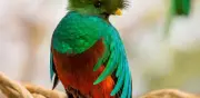 El Quetzal, Ave Sagrada Prehispánica, Enfrenta Grave Peligro de Extinción