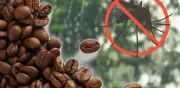 El Truco del Café Quemado para Ahuyentar Mosquitos en el Valle de México