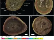 Fósil de 300 millones de años no es pulpo sino nautilo, revela nuevo estudio
