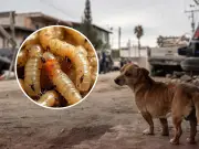 Gusano Barrenador: Seis Casos en Nuevo León y Alerta por Propagación Endémica