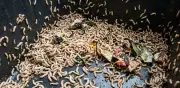 Gusanos blancos en la basura: causas, eliminación efectiva y prevención