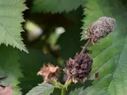 Hongos Fitopatógenos: La Guerra Silenciosa que Devasta Cultivos y Economías