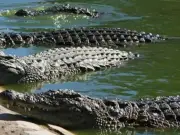 India propone usar cocodrilos y serpientes para frenar narcotráfico en frontera con Bangladesh