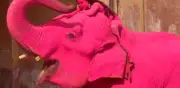 Indignación en India por muerte de elefante pintado de rosa en sesión fotográfica
