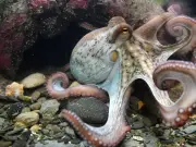 Los pulpos machos detectan hembras con brazo especializado sin necesidad de verlas