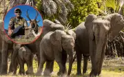 Millonario cazador muere tras ataque de elefante en safari en Gabón
