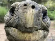 Muere Jonathan, la tortuga más longeva del mundo a los 193 años en Santa Elena