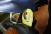 México Rompe Récord Histórico en Exportaciones de Aguacate a Estados Unidos