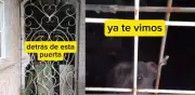 Perrita abandonada en Tlalpan conmueve a vecinos y redes sociales