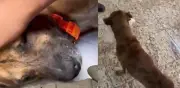 Perrito viral que 