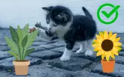 Plantas y Flores Seguras para Gatos: Guía para Evitar Intoxicaciones en el Hogar