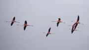 Polémica en Yucatán: influencer altera hábitat de flamencos con música a alto volumen