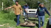 Rescatan a 40 animales en abandono crítico en predio de Yucatán tras denuncia ciudadana