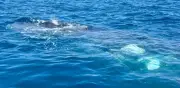 Rescatan a ballenas jorobadas enredadas en Baja California Sur tras horas de maniobras