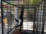 Rescatan mono araña en cautiverio en tienda de Jalostotitlán, Jalisco