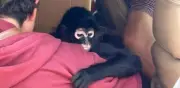 Rescatan mono araña en Hidalgo y detienen a dos personas por tráfico ilegal de fauna